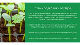 Как правильно использовать удобрения для подкормки растений в Татнефть